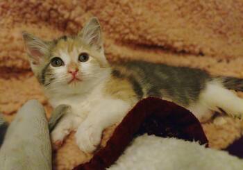 Starlight Mint (PG5 Litter) -  Dilute Calico Cat for Adoption in Baltimore, Maryland - Starlight Mint (PG5 Litter) | PetCurious