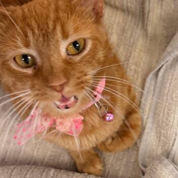 Polly -  Domestic Short Hair Cat for Adoption in Evansville, Indiana - Polly | PetCurious