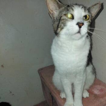 Domestic Short Hair Cats Available for Adoption - Victor | PetCurious