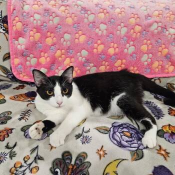 Tux -  Tuxedo and Domestic Medium Hair Cat for Adoption in Pottsboro, Texas - Tux | PetCurious