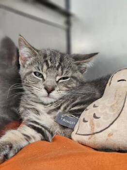 Bosley -  Domestic Short Hair Cat for Adoption in Pomona, New York - Bosley | PetCurious