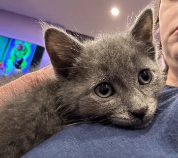 Domestic Short Hair Cats Available for Adoption in Ontario, New York - Cat Rat | PetCurious