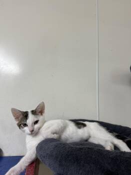 Gollum -  Domestic Short Hair Cat for Adoption in Hendersonville, Tennessee - Gollum | PetCurious