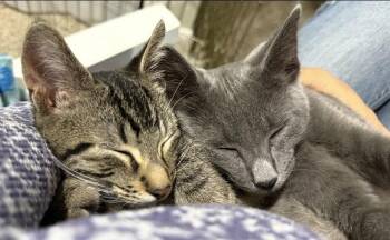 Jessi -  Domestic Short Hair Cat for Adoption in Walled Lake, Michigan - Jessi | PetCurious