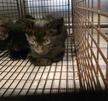 A657167 -  Domestic Short Hair Cat for Adoption in Houston, Texas - A657167 | PetCurious