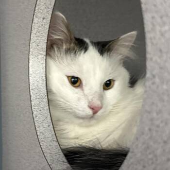 Oriental Short Hair Cats Available for Adoption - Buck Wheat | PetCurious