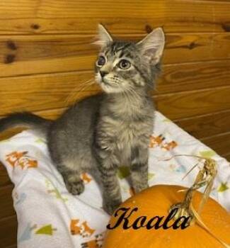 Koala -  Tabby Cat for Adoption in Southern Pines, North Carolina - Koala | PetCurious
