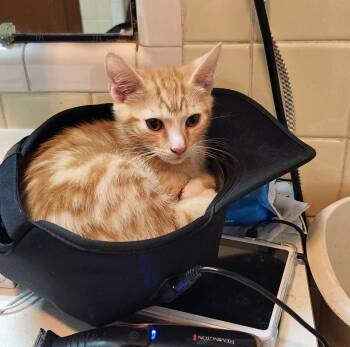 Domestic Short Hair Cats Available for Adoption - Hadrian26 | PetCurious