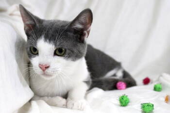 Rescue Domestic Short Hair Cats for Adoption in Buford, Georgia - Yuru | PetCurious
