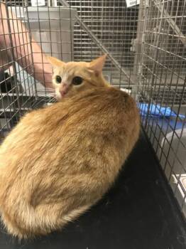 Domestic Short Hair Cats Available for Adoption in Conroe, Texas - LADY BIRD | PetCurious