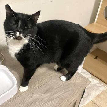 Emmy -  Domestic Short Hair Cat for Adoption in Long Beach, Mississippi - Emmy | PetCurious