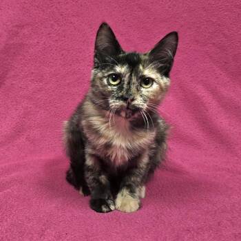 Happy Meal -  Tortoiseshell Cat for Adoption in Frankfort, Indiana - Happy Meal | PetCurious