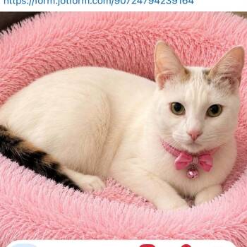 Gidget -  Domestic Medium Hair Cat for Adoption in Mobile, Alabama - Gidget | PetCurious