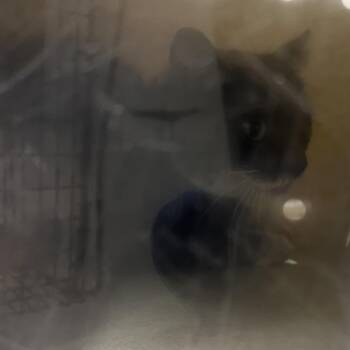 Domestic Short Hair Cats Available for Adoption in Philadelphia, Pennsylvania - Pooty Cat | PetCurious