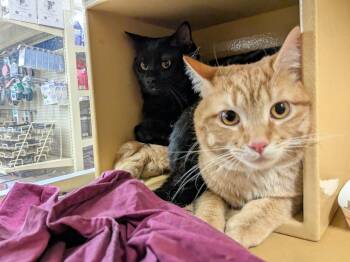 Ace & Knox -  Domestic Short Hair Cat for Adoption in Worcester, Massachusetts - Ace & Knox | PetCurious
