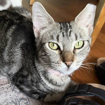 Fellini -  Domestic Short Hair Cat for Adoption in Liverpool, Texas - Fellini | PetCurious