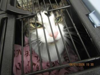 Rillo(pent6) -  Domestic Short Hair Cat for Adoption in Marietta, Georgia - Rillo(pent6) | PetCurious