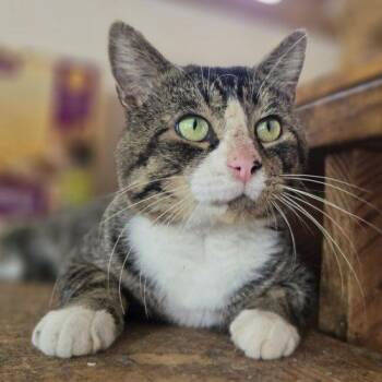 Magnifico -  Tabby and Domestic Short Hair Cat for Adoption in Knoxville, Tennessee - Magnifico | PetCurious