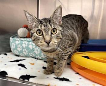 Domestic Medium Hair Cats Available for Adoption - MADISON | PetCurious