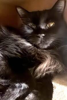 Wednesday Adams -  Domestic Medium Hair Cat for Adoption in Chandler, Arizona - Wednesday Adams | PetCurious