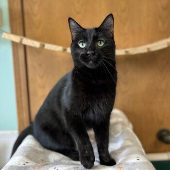 Oberon***ADOPTION PENDING*** -  Domestic Short Hair Cat for Adoption in Fargo, North Dakota - Oberon***ADOPTION PENDING*** | PetCurious