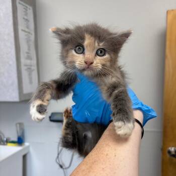 Domestic Long Hair Cats Available for Adoption in Columbiana, Alabama - Honolulu | PetCurious