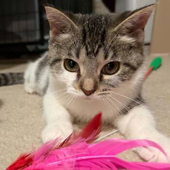 Marzipan -  Domestic Short Hair Cat for Adoption in West Lafayette, Indiana - Marzipan | PetCurious