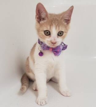 Meadow -  Domestic Short Hair and Tabby Cat for Adoption in San Antonio, Texas - Meadow | PetCurious