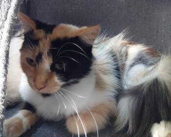 Calista * IN FOSTER * -  Domestic Medium Hair Cat for Adoption in South Bend, Indiana - Calista * IN FOSTER * | PetCurious