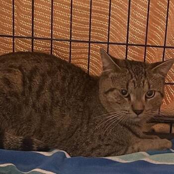 1459-C26 -  Domestic Short Hair Cat for Adoption in Port Charlotte, Florida - 1459-C26 | PetCurious