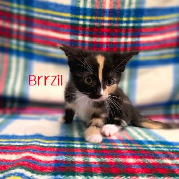 Brrzil -  Domestic Short Hair Cat for Adoption in Parkersburg, West Virginia - Brrzil | PetCurious