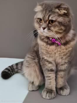 Scottish Fold Cats Available for Adoption - Bella Rose | PetCurious