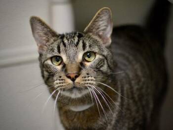 Domestic Short Hair Cats Available for Adoption in Portland, Oregon - Sammy | PetCurious