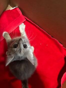 Domestic Short Hair Cats Available for Adoption in Grand Rapids, Michigan - Cha Cha | PetCurious