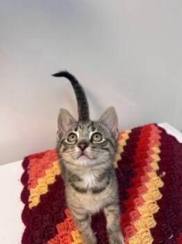 Sweet D -  Domestic Short Hair Cat for Adoption in Steamboat Springs, Colorado - Sweet D | PetCurious