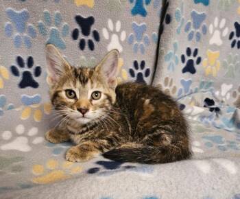 Darlene -  Domestic Short Hair Cat for Adoption in Wabash, Indiana - Darlene | PetCurious