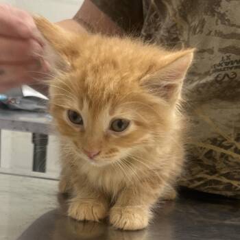 Chuckles -  Domestic Short Hair Cat for Adoption in Clanton, Alabama - Chuckles | PetCurious