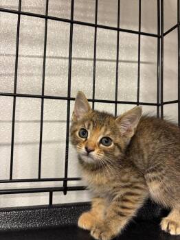 Banana -  Domestic Short Hair Cat for Adoption in Metter, Georgia - Banana | PetCurious
