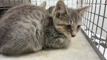 SABRINA -  Domestic Short Hair Cat for Adoption in Ocala, Florida - SABRINA | PetCurious