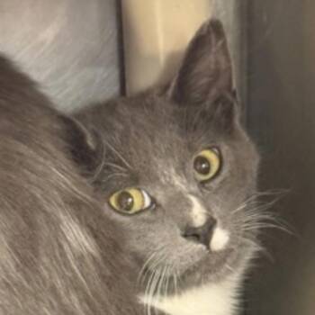 Warbler -  Domestic Short Hair Cat for Adoption in Marshall, North Carolina - Warbler | PetCurious