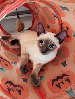 El Spicy -  Siamese Cat for Adoption in Burnaby, British Columbia - El Spicy | PetCurious