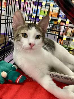 Jacob Black CA -  Domestic Short Hair Cat for Adoption in Schertz, Texas - Jacob Black CA | PetCurious