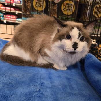 Foxy -  Domestic Long Hair and Snowshoe Cat for Adoption in Layton, Utah - Foxy | PetCurious