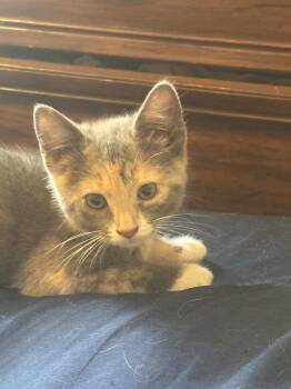 Popcorn -  Domestic Short Hair Cat for Adoption in Greensboro, North Carolina - Popcorn | PetCurious