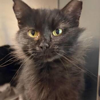 Domestic Short Hair Cats Available for Adoption in Washington, District Of Columbia - Jennifer (16803) | PetCurious