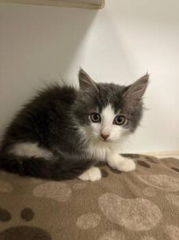 Titan (Burhl Chase) -  Domestic Short Hair Cat for Adoption in Johnson City, Tennessee - Titan (Burhl Chase) | PetCurious