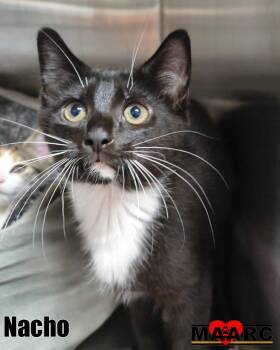 Nacho -  Domestic Short Hair Cat for Adoption in Maryville, Tennessee - Nacho | PetCurious