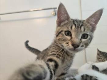 Duke -  Domestic Short Hair Cat for Adoption in Bellevue, Washington - Duke | PetCurious
