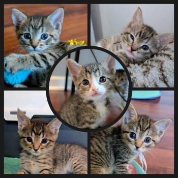 Cocktail kittens -  Domestic Short Hair Cat for Adoption in Leesburg, Virginia - Cocktail Kittens | PetCurious