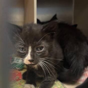Fridgerick -  Domestic Short Hair Cat for Adoption in Philadelphia, Pennsylvania - Fridgerick | PetCurious